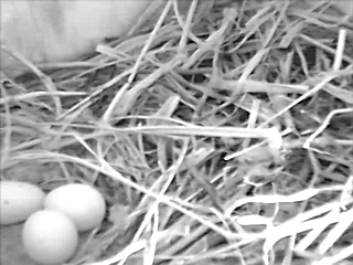 Drei Eier